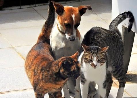 Geneva Animal Hospital, Animal Hospital Geneva, Cabinet Vétérinaire International, Geneva Veterinarian, veterinarian Geneva