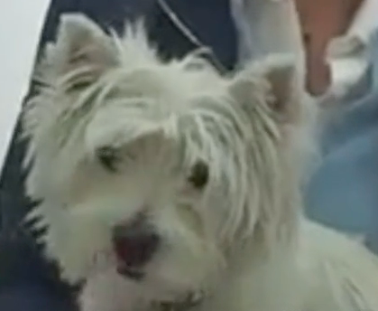 Geneva Animal Hospital, Animal Hospital Geneva, Cabinet Vétérinaire International, Geneva Veterinarian, veterinarian Geneva, Westy