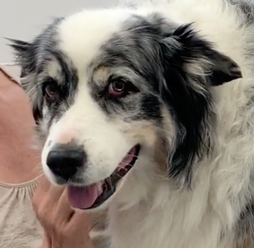  Geneva Animal Hospital, Animal Hospital Geneva,Cabinet Vétérinaire International, Geneva Veterinarian, veterinarian Geneva, thila