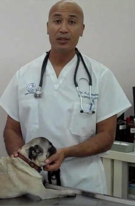 Dr Omaboe, Geneva Animal Hospital, Animal Hospital Geneva,Cabinet Vétérinaire International,Geneva Veterinarian, veterinarian Geneva